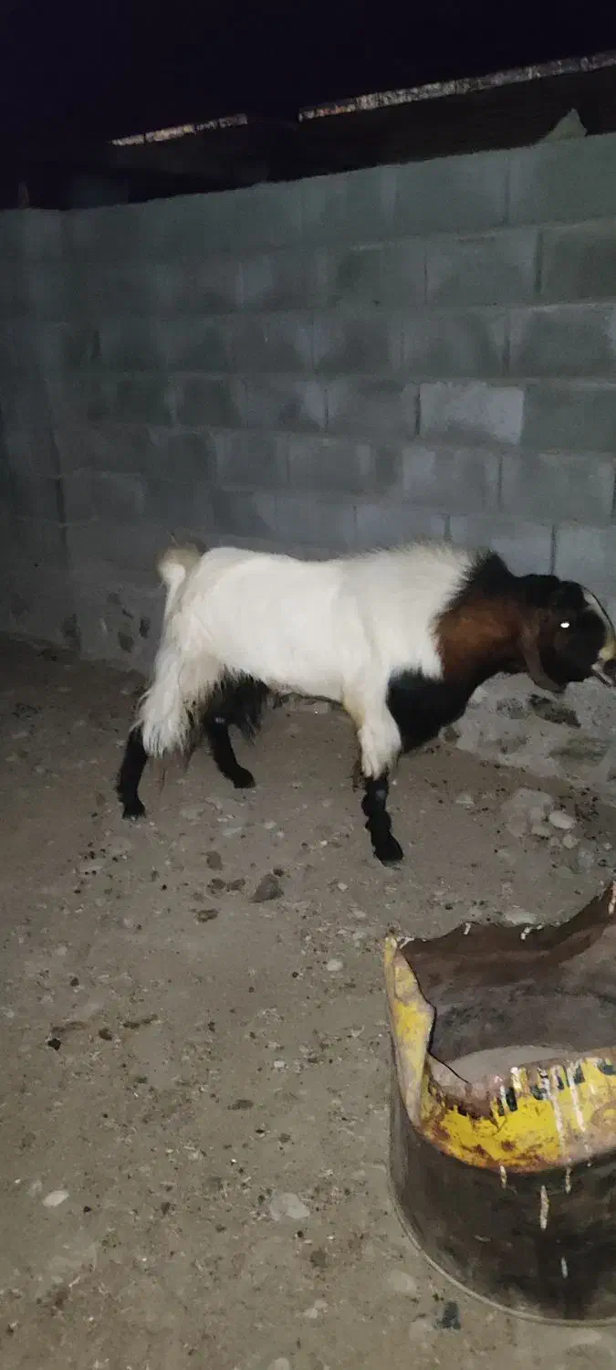 نری رودان|حیوانات مزرعه|رودان, |دیوار