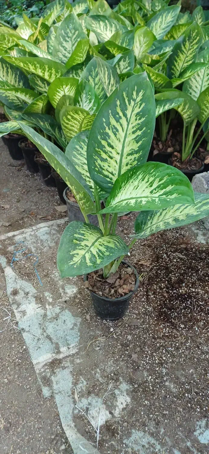 دیفن باخیا|گل و گیاه طبیعی|شلمان, |دیوار