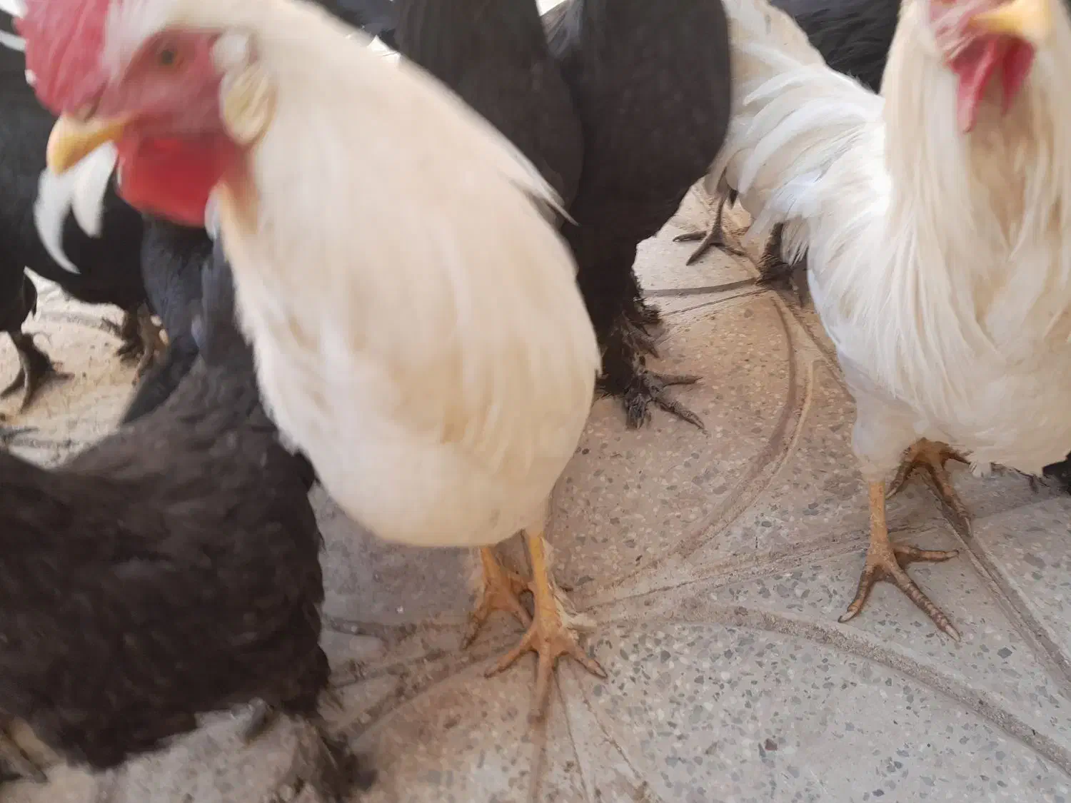 مرغ محلی|حیوانات مزرعه|آشتیان, |دیوار