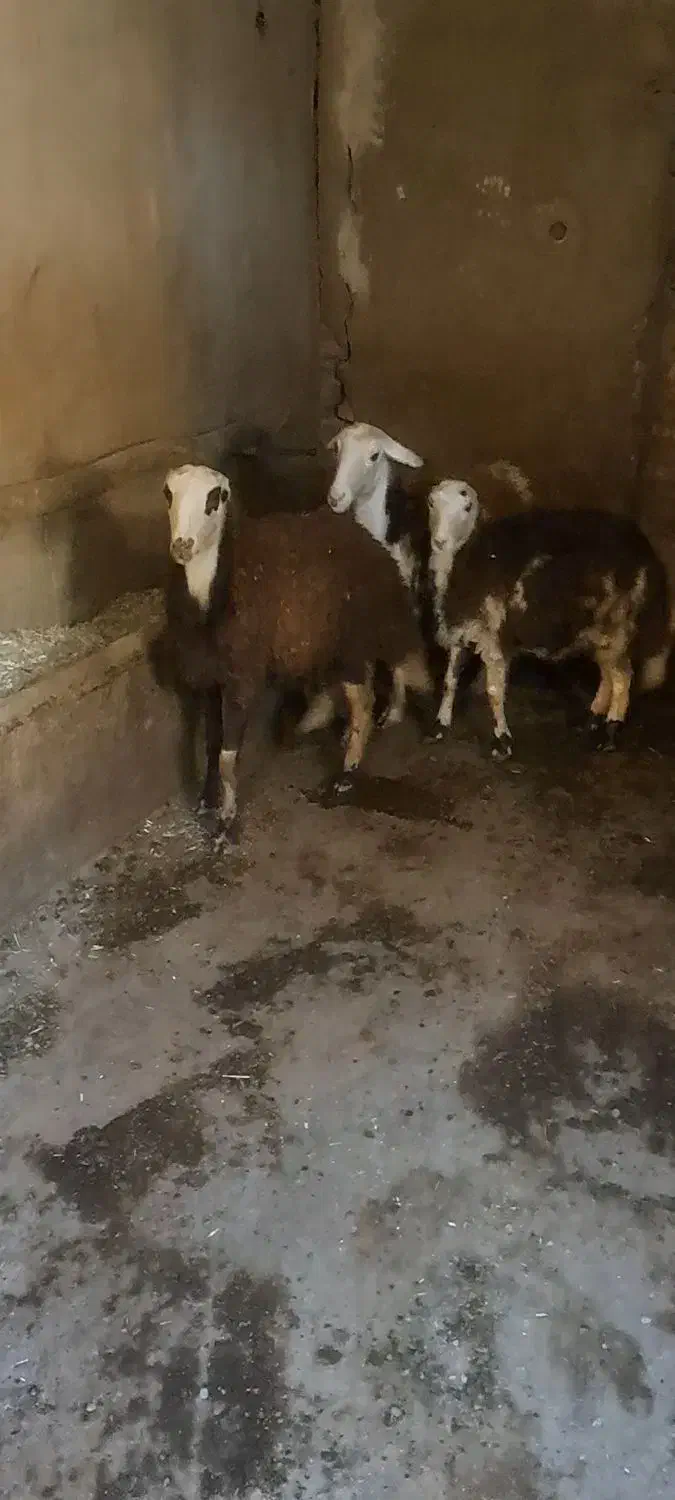 بره ماده|حیوانات مزرعه|بروجرد, |دیوار