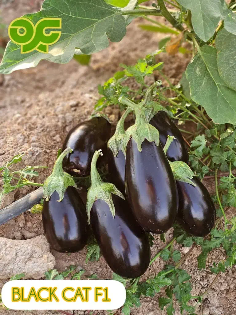 ساخت ونصب گلخانه|خدمات باغبانی و درختکاری|پیشوا, |دیوار