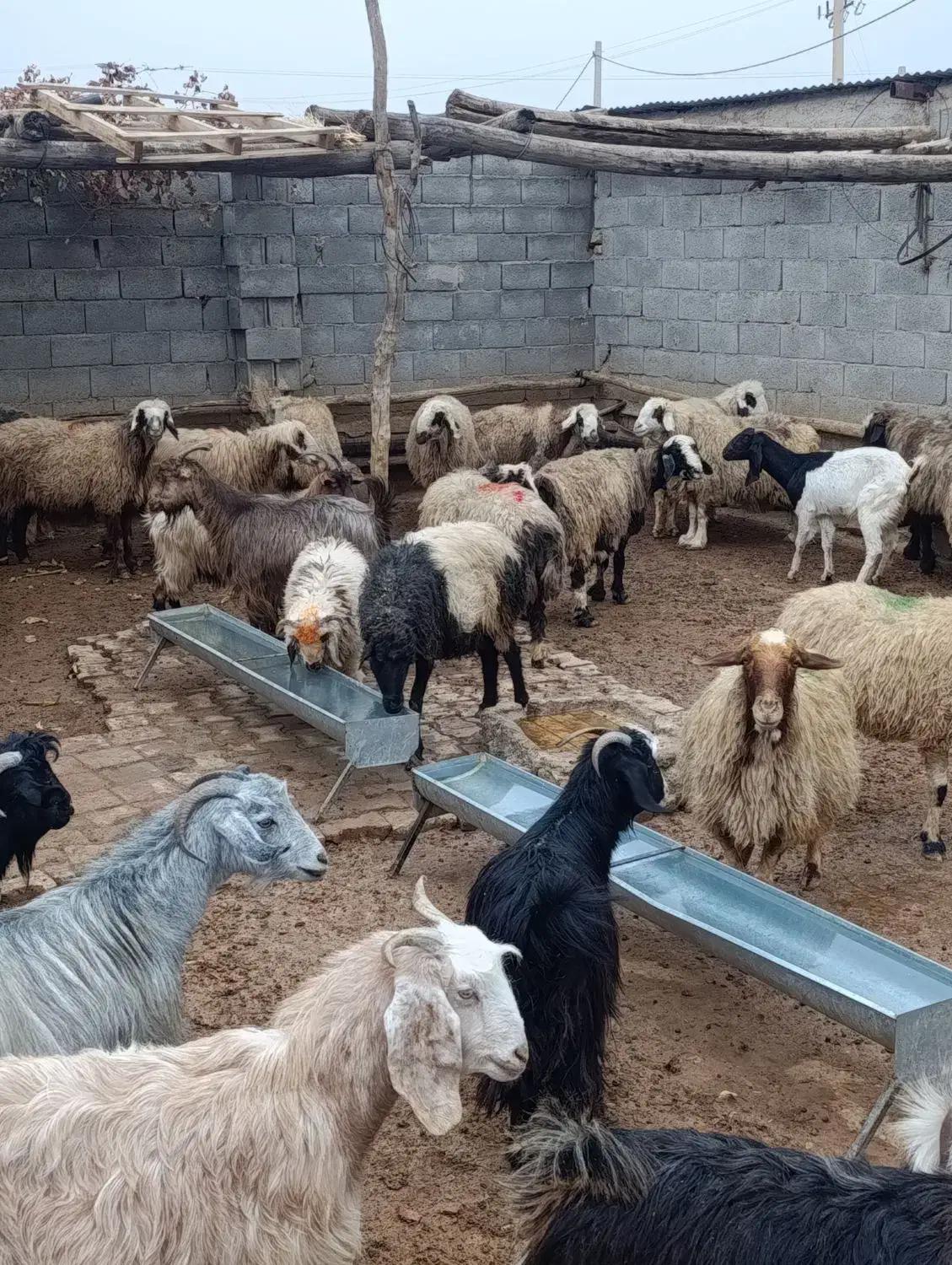 فروش دام پرواری جهت کشتار|حیوانات مزرعه|لردگان, |دیوار