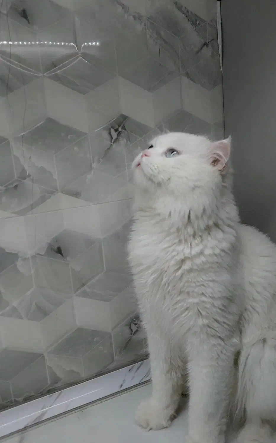 گربه اسکاتیش نر|گربه|همدان, |دیوار