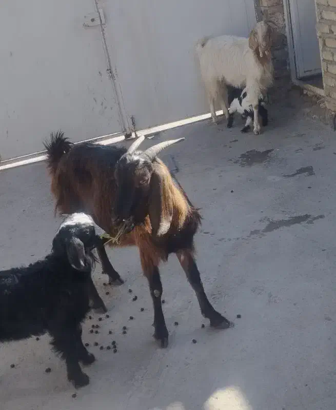 بز با بزغاله نر جهت نگهداشت|حیوانات مزرعه|قزوین, |دیوار