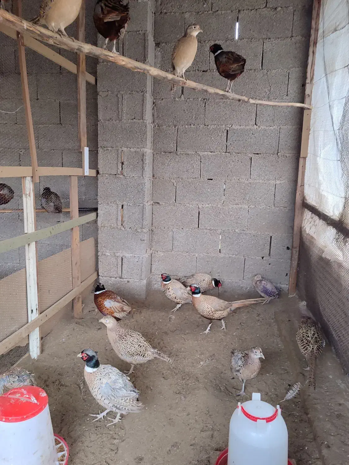 مرغ و خروس های زینتی در انواع نژاد|حیوانات مزرعه|رشت, شهرک قدس|دیوار