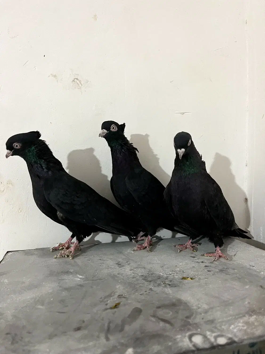 ۳عدد ماده زاغ چشم و نوک سفید|پرنده|داران, |دیوار