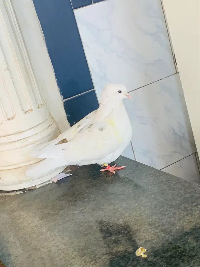 نر کمخال خال جعفری|پرنده|بروجرد, |دیوار