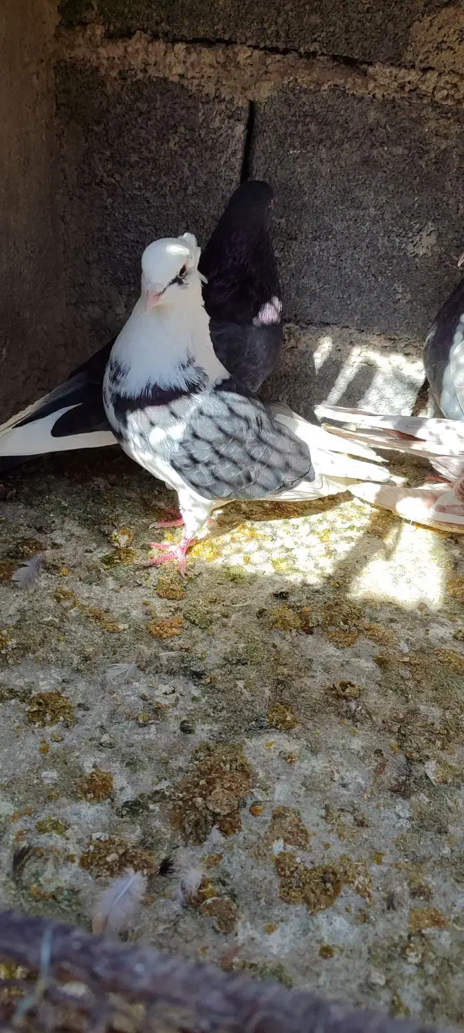 کفتر پرشی|پرنده|گلپایگان, |دیوار