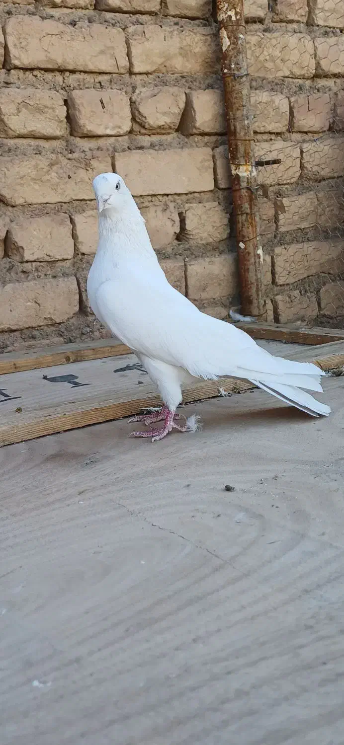 کفتر|پرنده|قم, انصار‌الحسین|دیوار