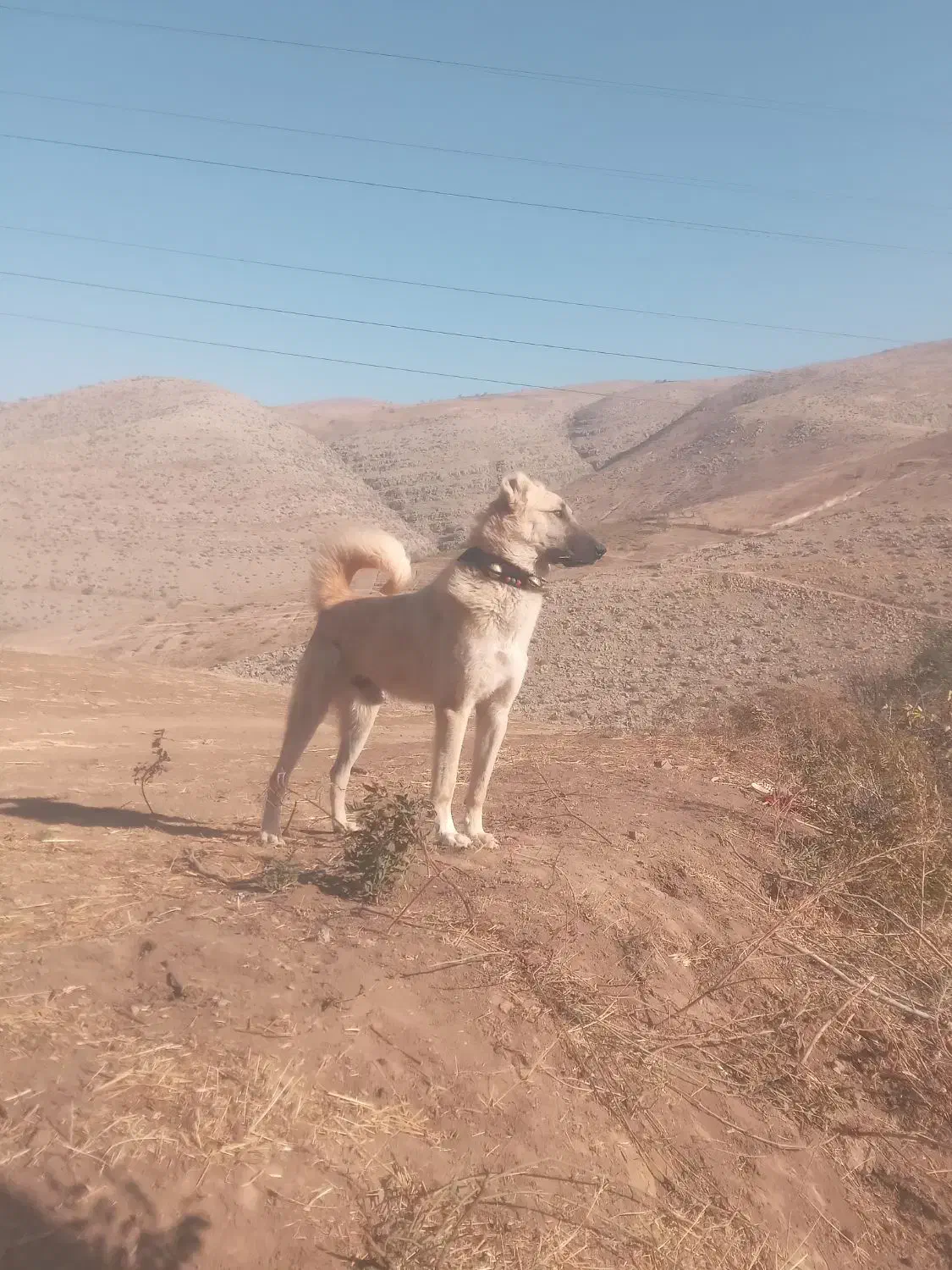 سگ به صمانت|سگ|بجنورد, |دیوار