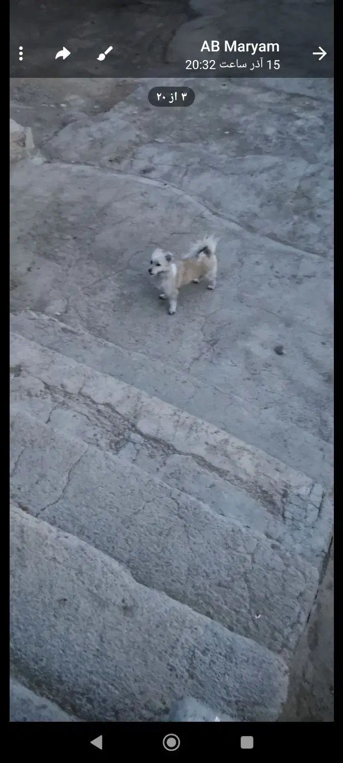 فروش سگ پامر روباهی|سگ|مشگین شهر, |دیوار