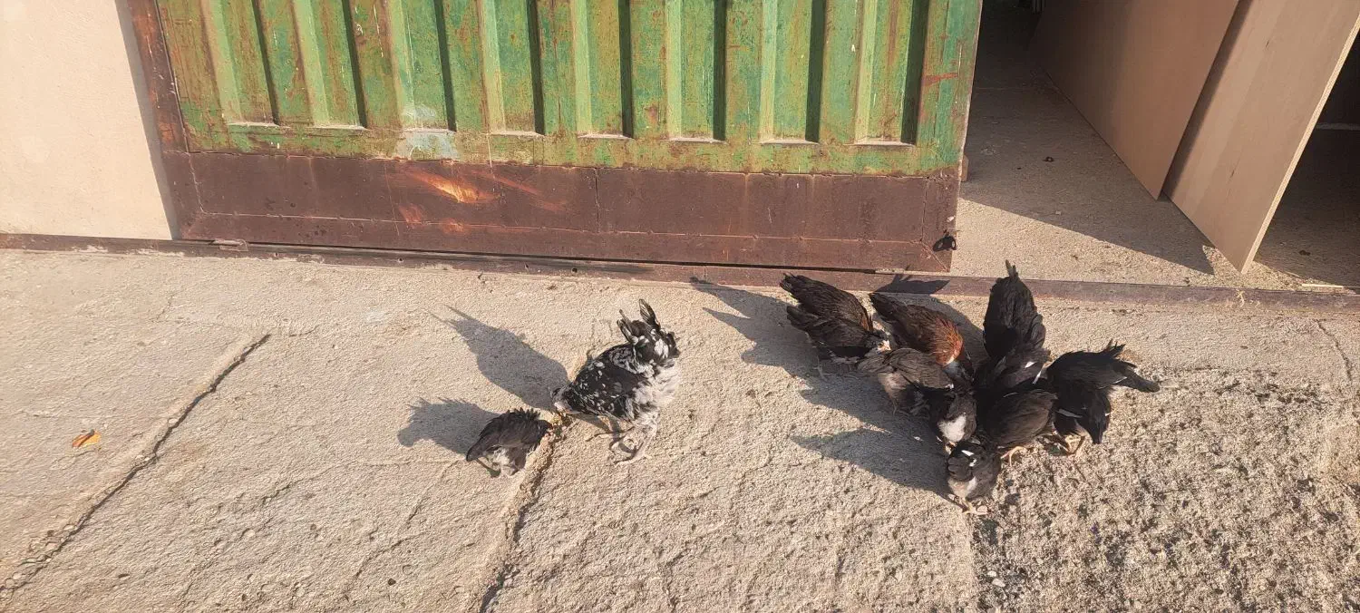 مرغ و خروس گلین با 12 تا جوجه|حیوانات مزرعه|رودهن, |دیوار