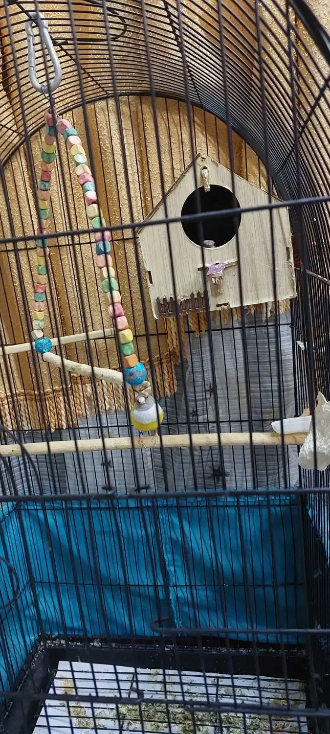 فنچ گلدین|پرنده|فردیس, شهرک ۱۱۰|دیوار