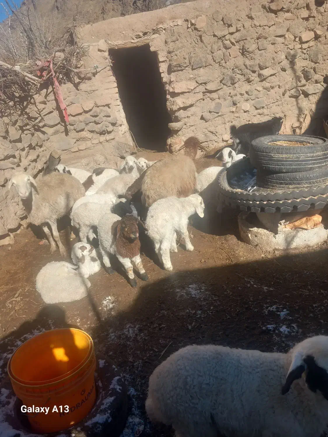 میش بره|حیوانات مزرعه|قائن, |دیوار