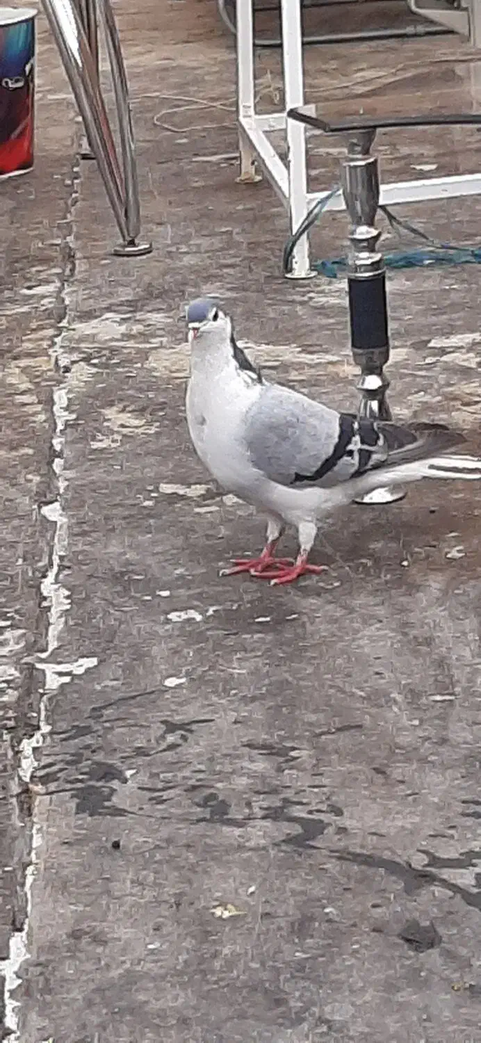 دمگیر|پرنده|اصفهان, گرکان|دیوار