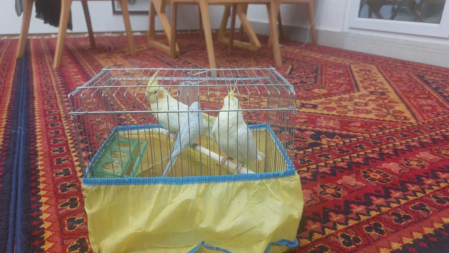 فروش دو عدد عروس هلندی و یه مرغ عشق و قفس|پرنده|یاسوج, |دیوار