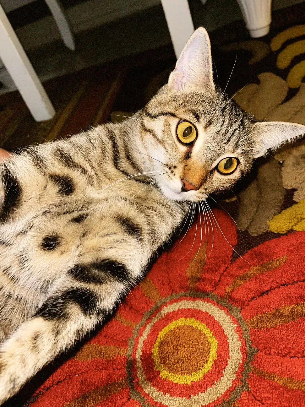 واگذاری گربه|گربه|کرمانشاه, |دیوار