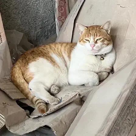 گربه پیدا شده|حیوانات|ماسال, |دیوار