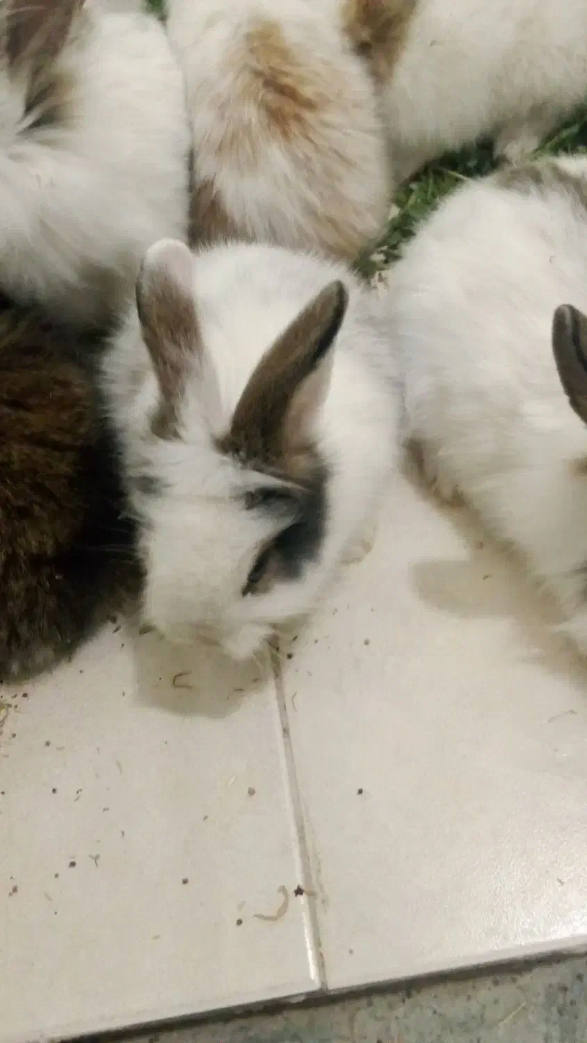 خرگوش لوپ خوشگل و ناز|موش و خرگوش|بیرجند, |دیوار