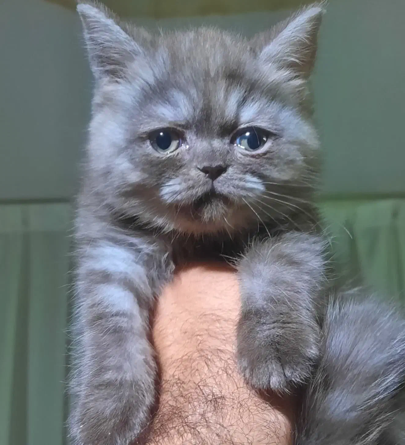 بچه گربه نژاد بریتیش رنگ خاص چا‌کلت|گربه|مشهد, شهید رضوی|دیوار