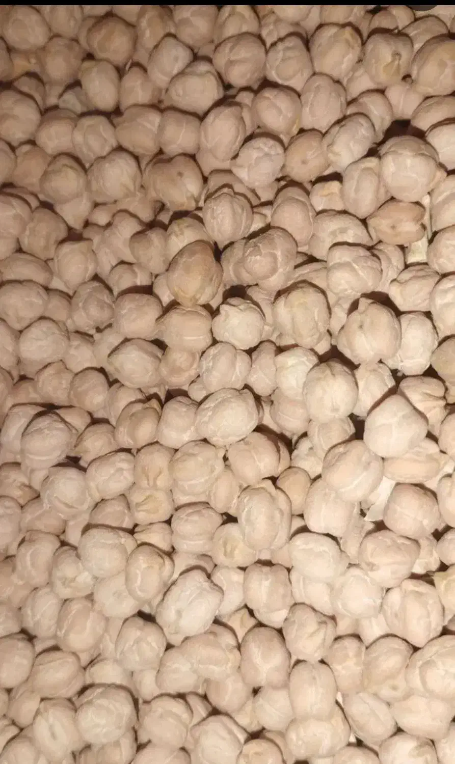 نخود دیمی|خوردنی و آشامیدنی|جوکار, |دیوار