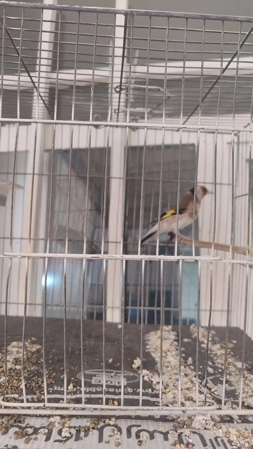 سهره فروشی|پرنده|پاکدشت, حصار امیر|دیوار