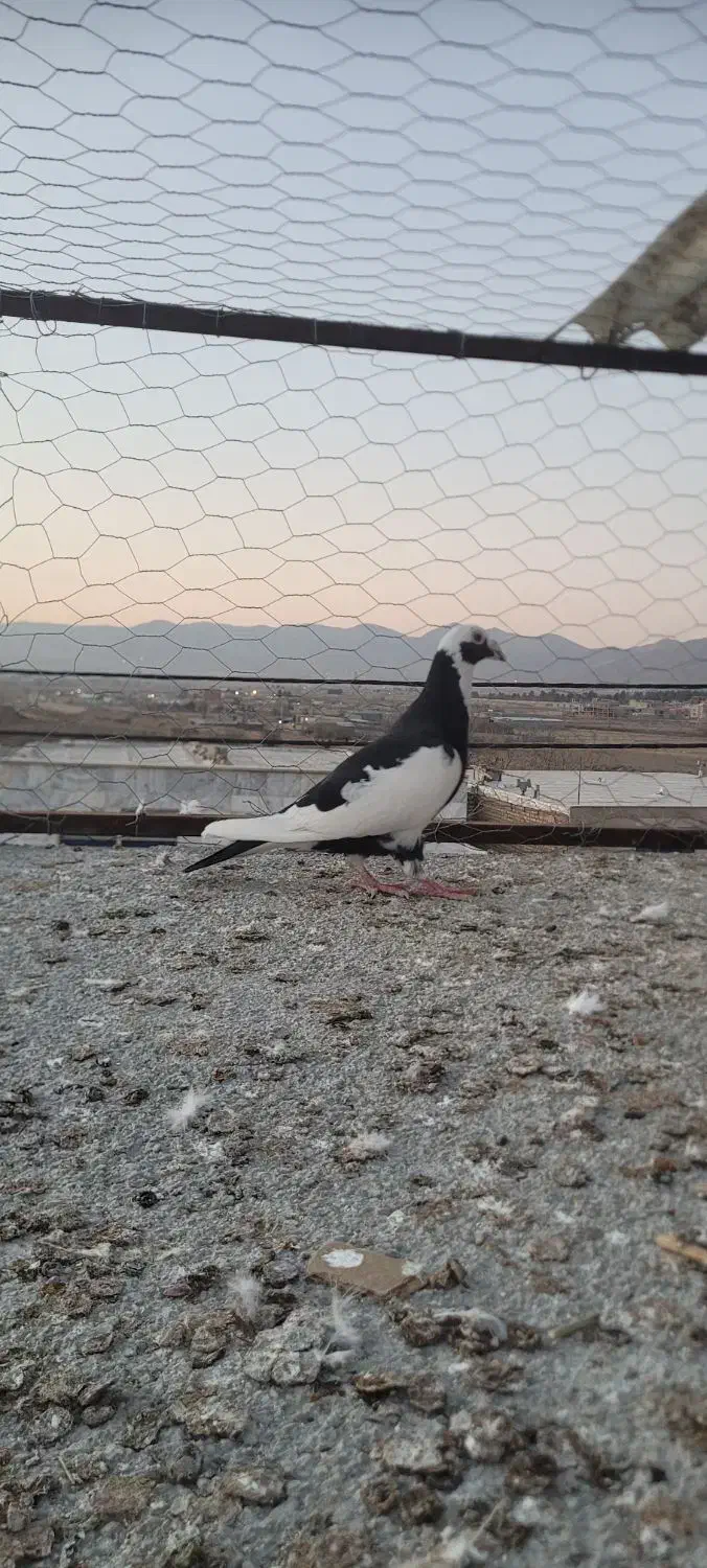 کفتر پرنده|پرنده|بجنورد, |دیوار