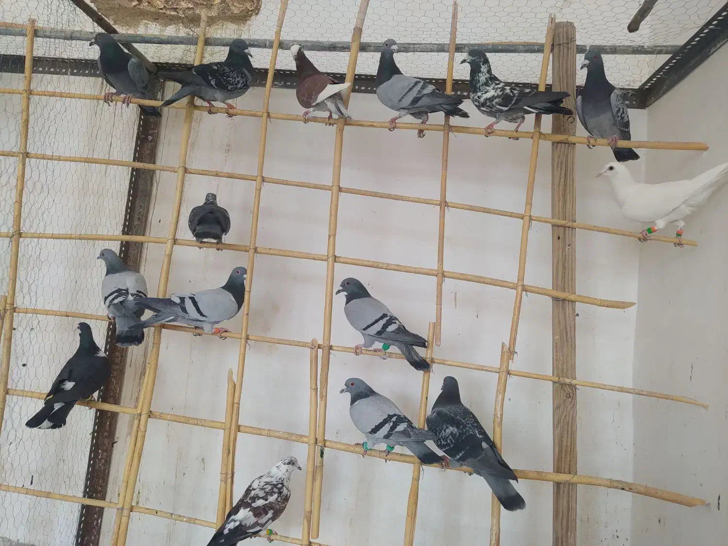 30دونه کفتر بازی|پرنده|هامون, |دیوار