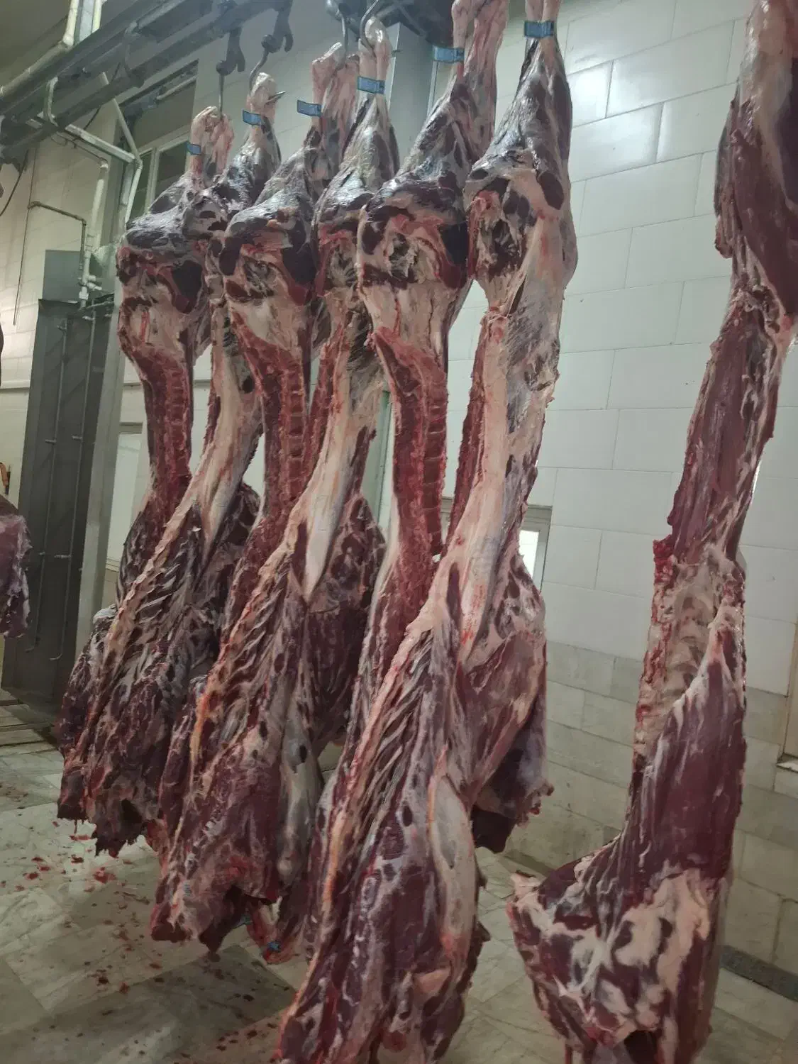 خرید وفروش گاوهای افتاده وفلج زایمان|حیوانات مزرعه|زنجان, |دیوار