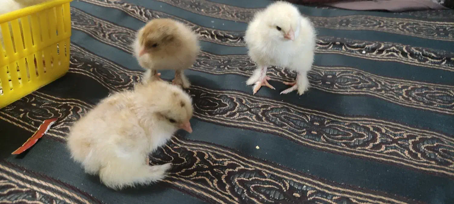 جوجه برهما|حیوانات مزرعه|خمینی‌شهر, |دیوار