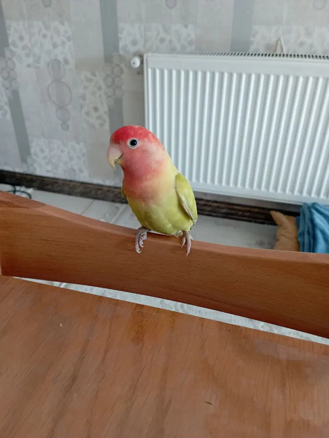 طوطی برزیلی زرنگ|پرنده|قدس, شهر‌قدس|دیوار