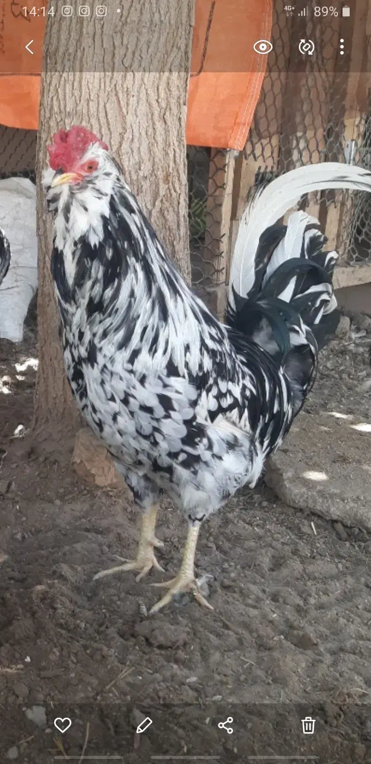 تخم مرغ و جوجه گلین ریشی چهل تاج فروشی|حیوانات مزرعه|سیرجان, |دیوار