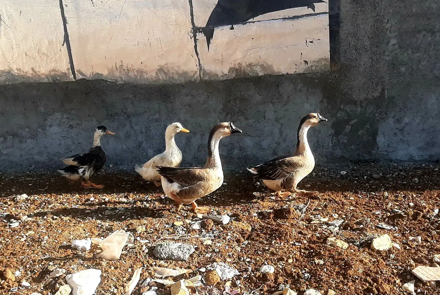 قوغاز|حیوانات مزرعه|یاسوج, |دیوار