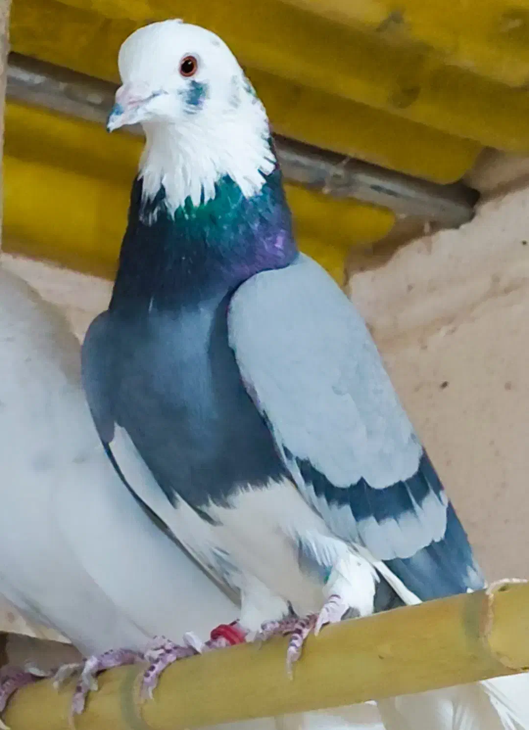 فروش چند عدد حیون کار درست|پرنده|سیرجان, |دیوار