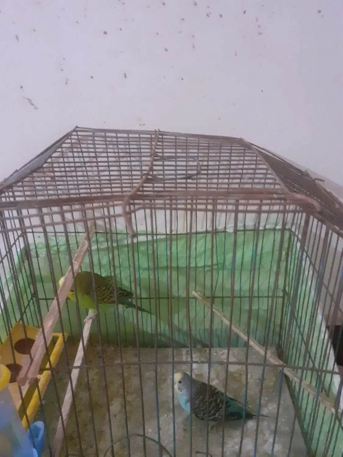 دو جفت مرغ عشق|پرنده|خرمشهر, |دیوار