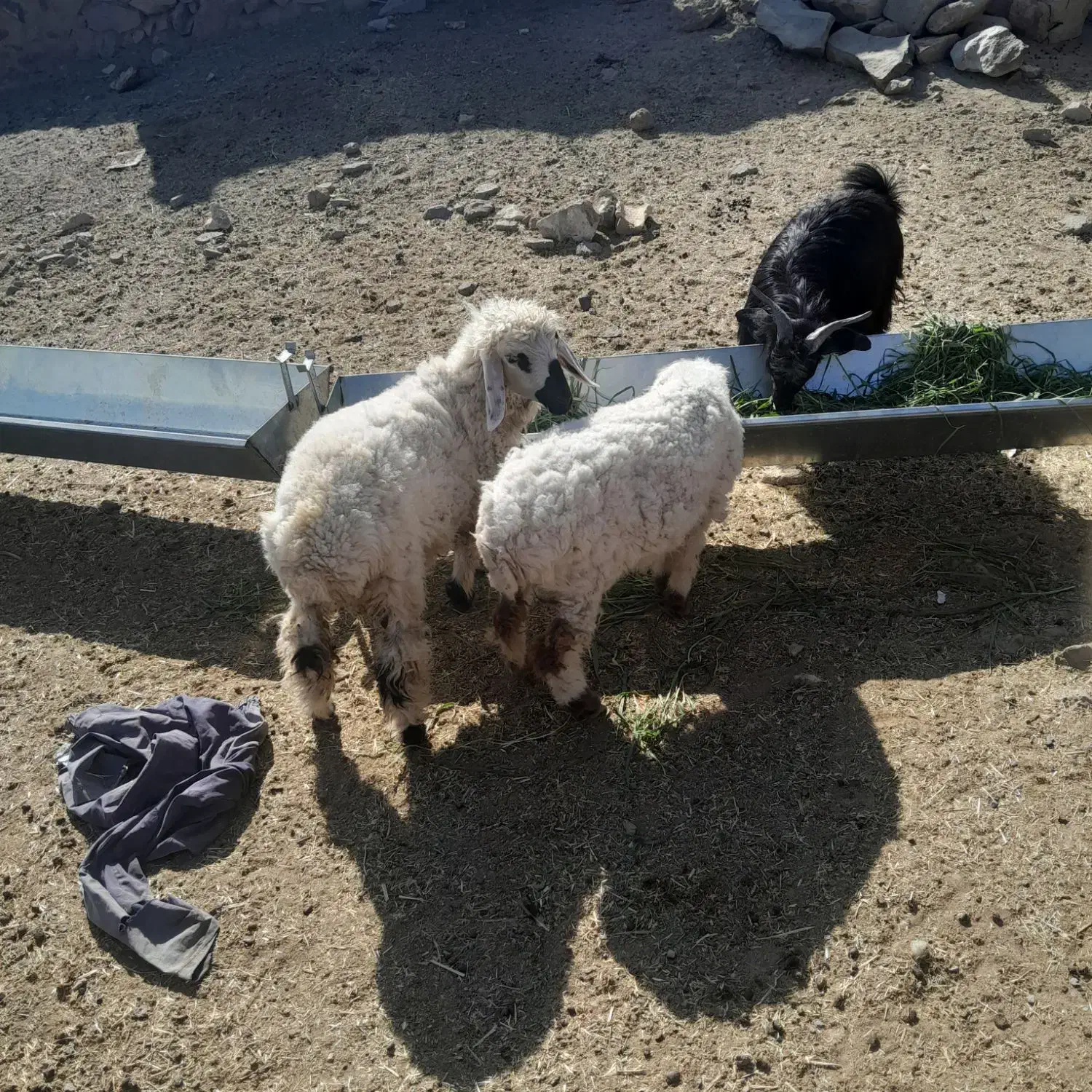 بره نر وبزغاله نر|حیوانات مزرعه|درح, |دیوار