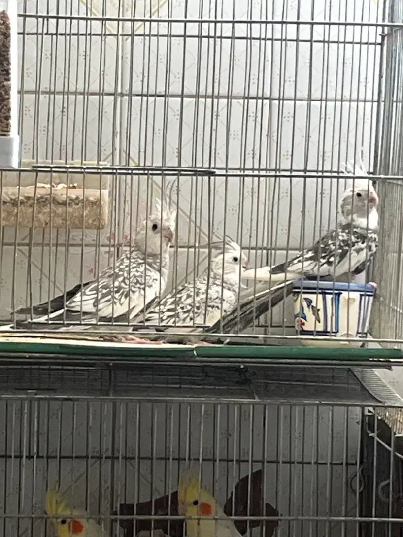 عروس هلندی|پرنده|یزد, |دیوار