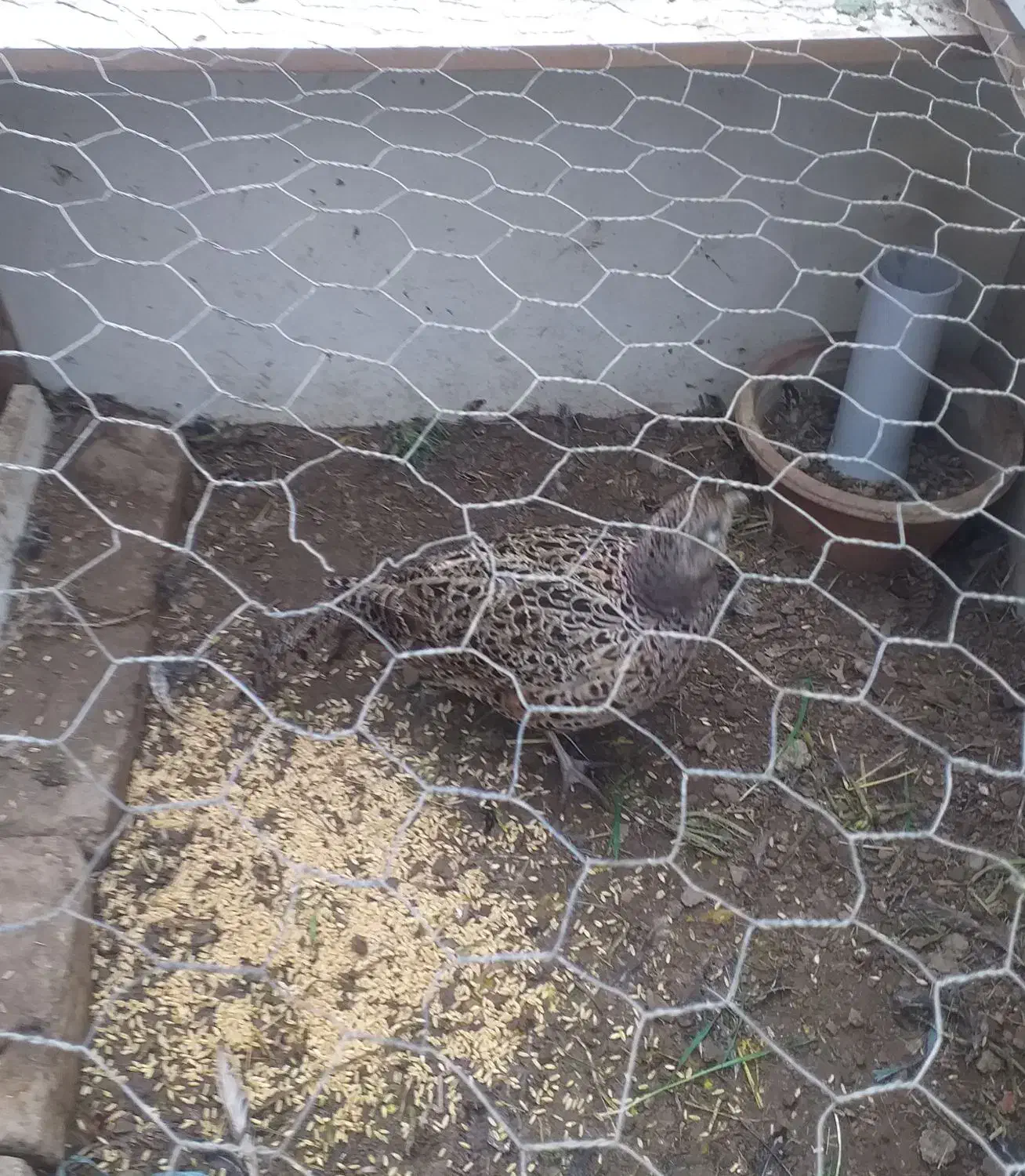 مر غ وخروس|حیوانات مزرعه|پرند, فاز ۲|دیوار