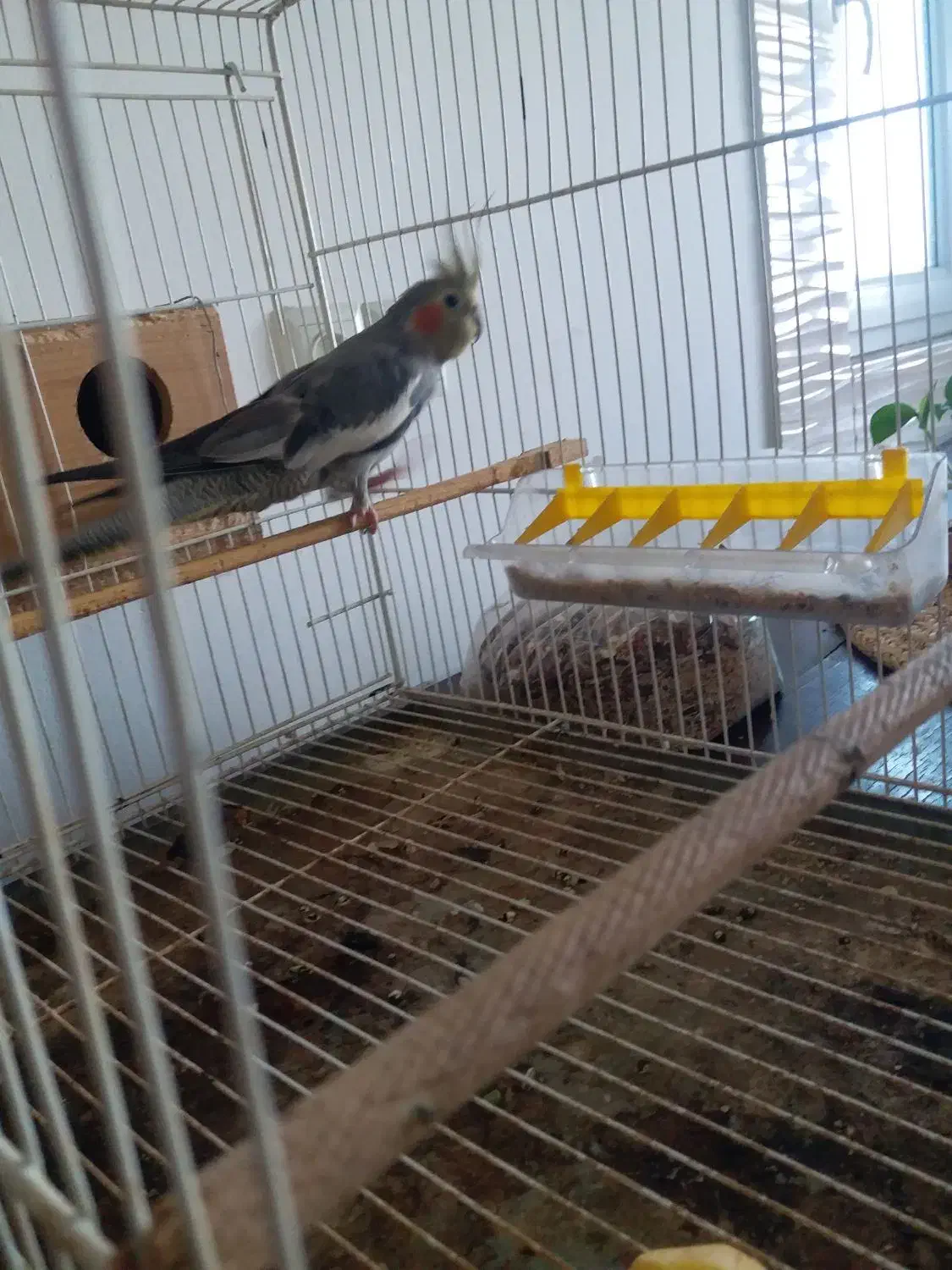 طوطی عروس هلندی ماده|پرنده|بابل, |دیوار