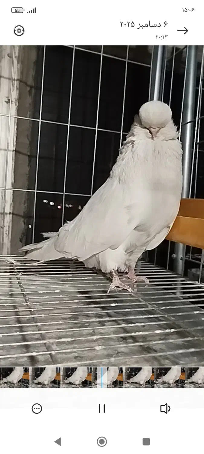 نر نوک قناری فروشی|پرنده|شهریار, رزکان|دیوار