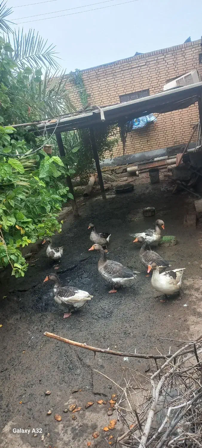 7تا غاز ویک عدد اردک|حیوانات مزرعه|سوسنگرد, |دیوار