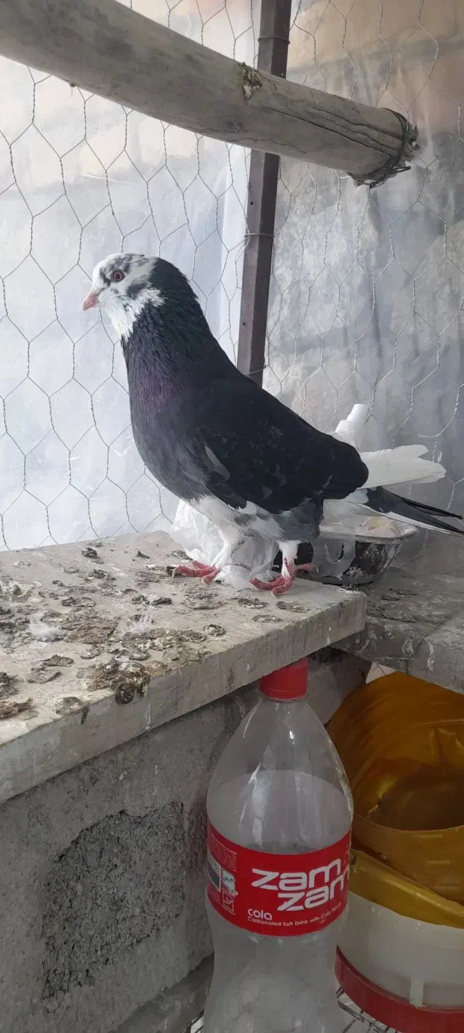 کبوتر ابلاغ نر|پرنده|مشگین شهر, |دیوار