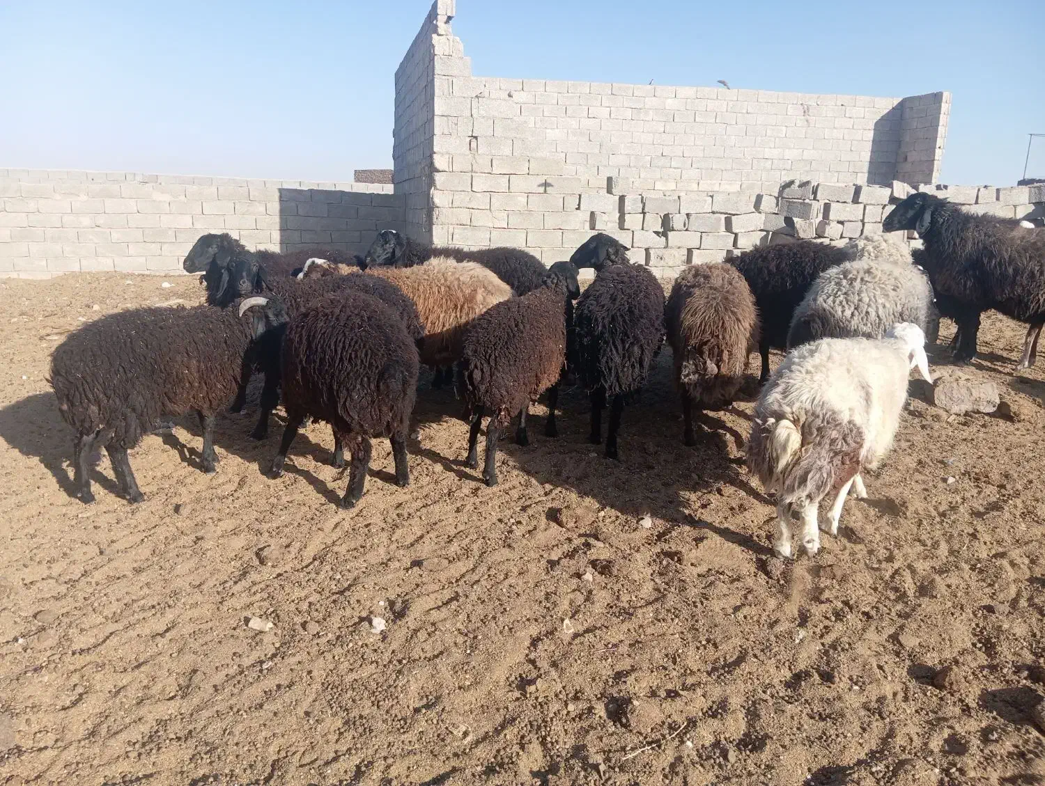 بره چاق پلواری فروشی|حیوانات مزرعه|تهران, امیریه|دیوار