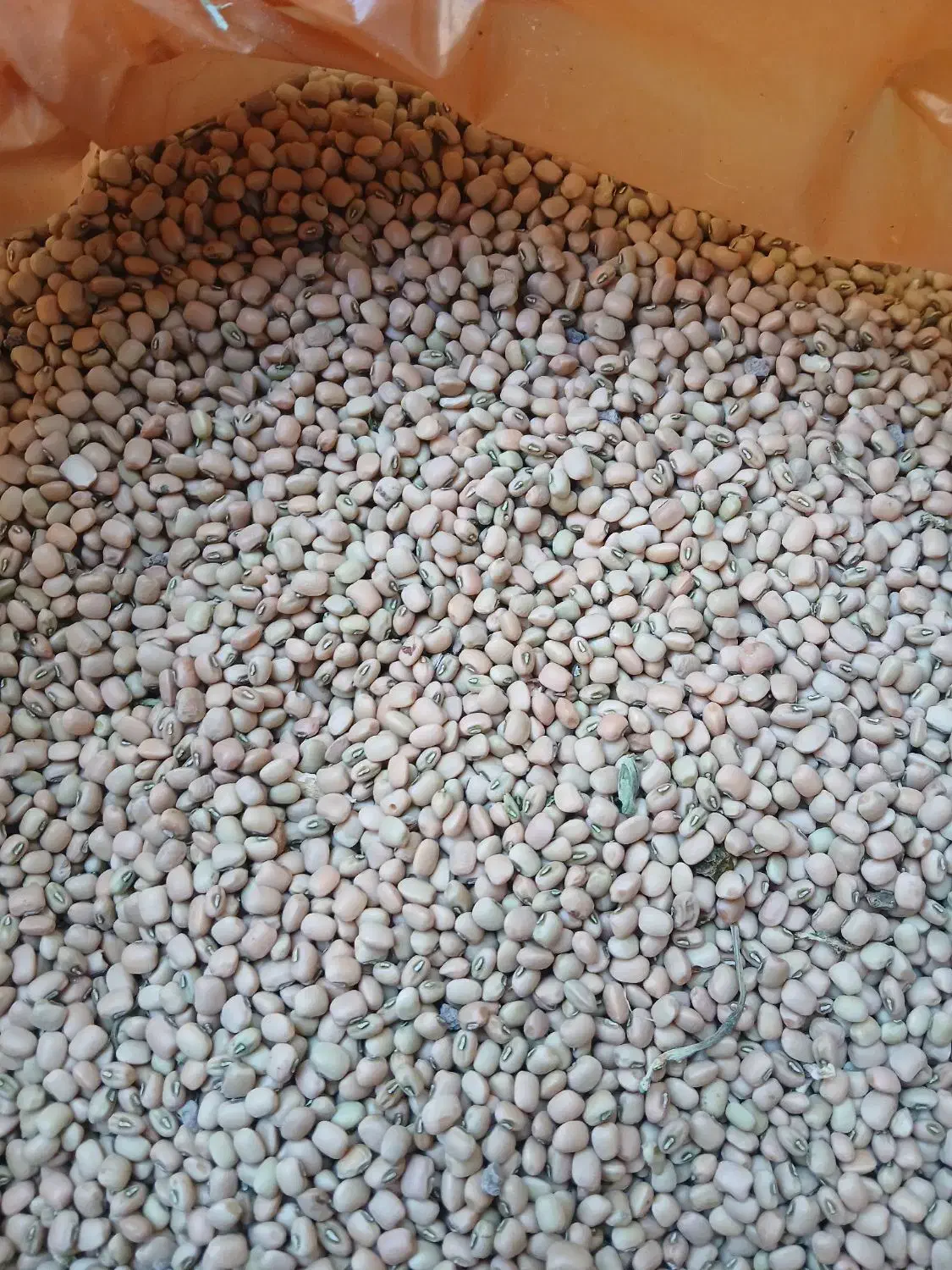 لوبیا|عمدهفروشی|دره شهر, |دیوار