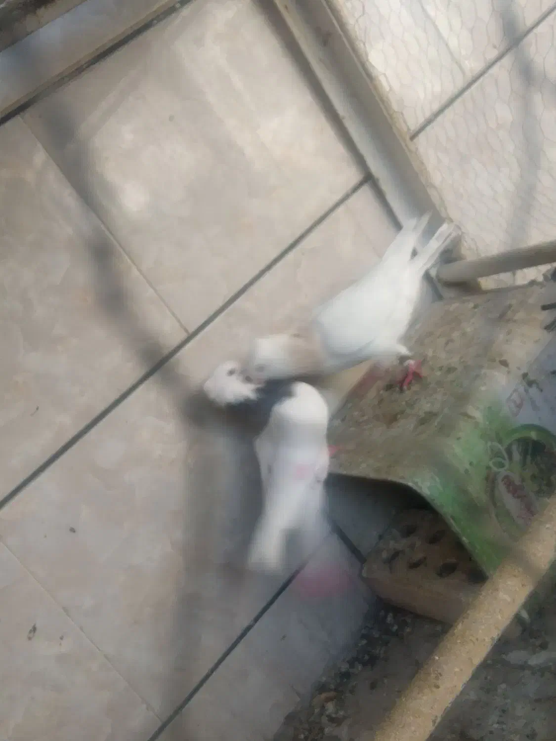 ۴ جفت کفتر نر و ماده آماده پرشی درجه یک|پرنده|نجفآباد, فردوسی شمالی|دیوار