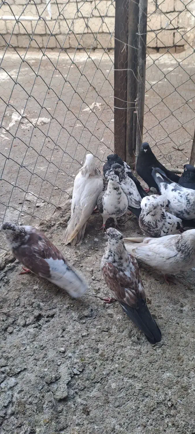 20 تا کبوتر|پرنده|ارومیه, |دیوار