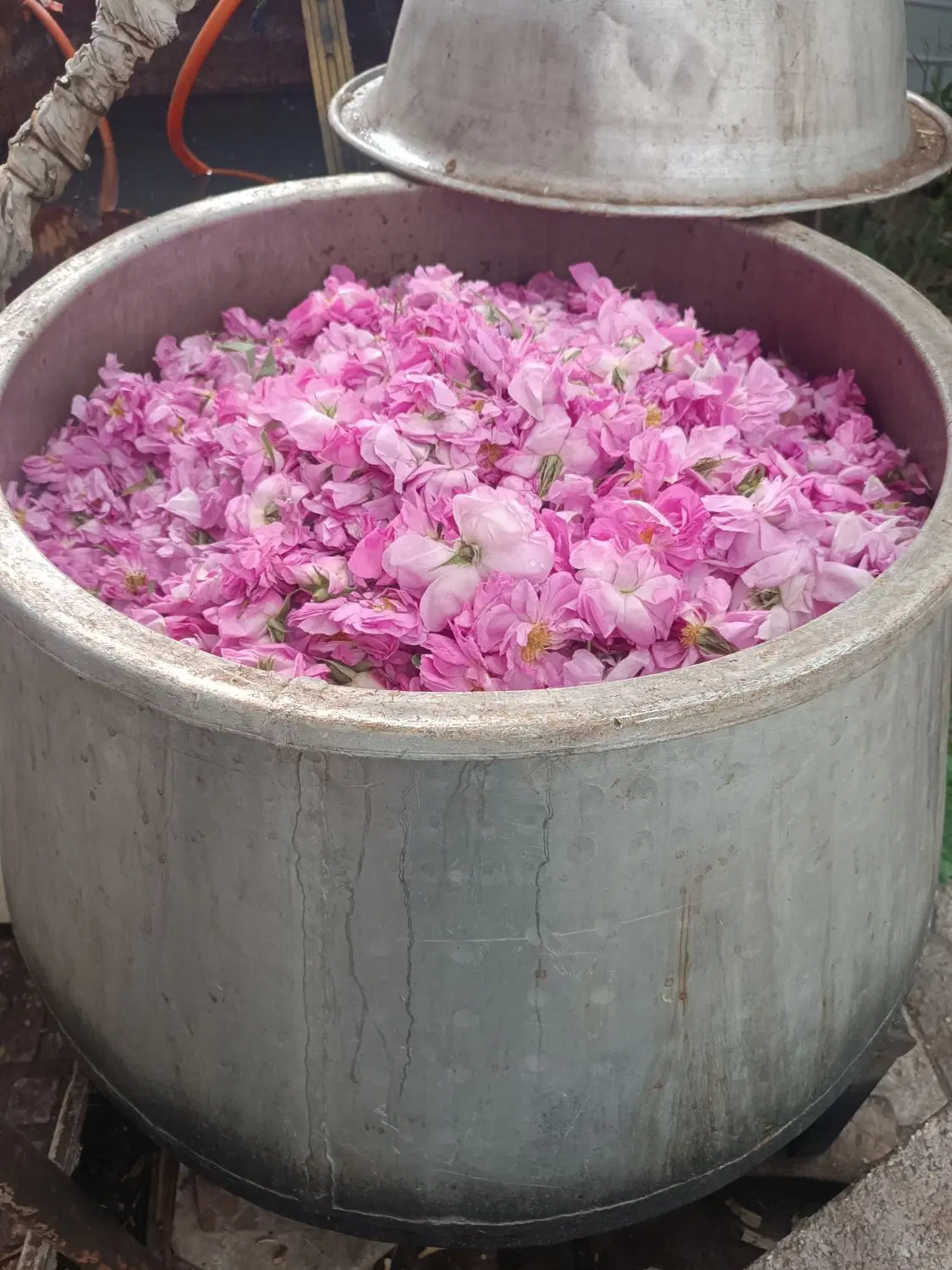 گلاب|گل و گیاه طبیعی|فسا, |دیوار