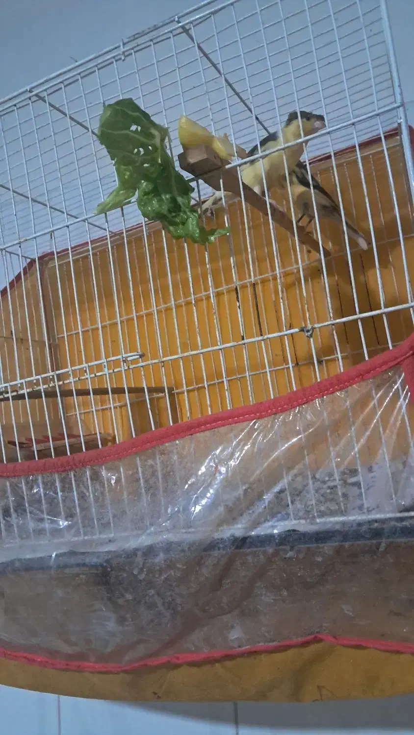 قناری ماده|پرنده|شیروان (خراسان), |دیوار