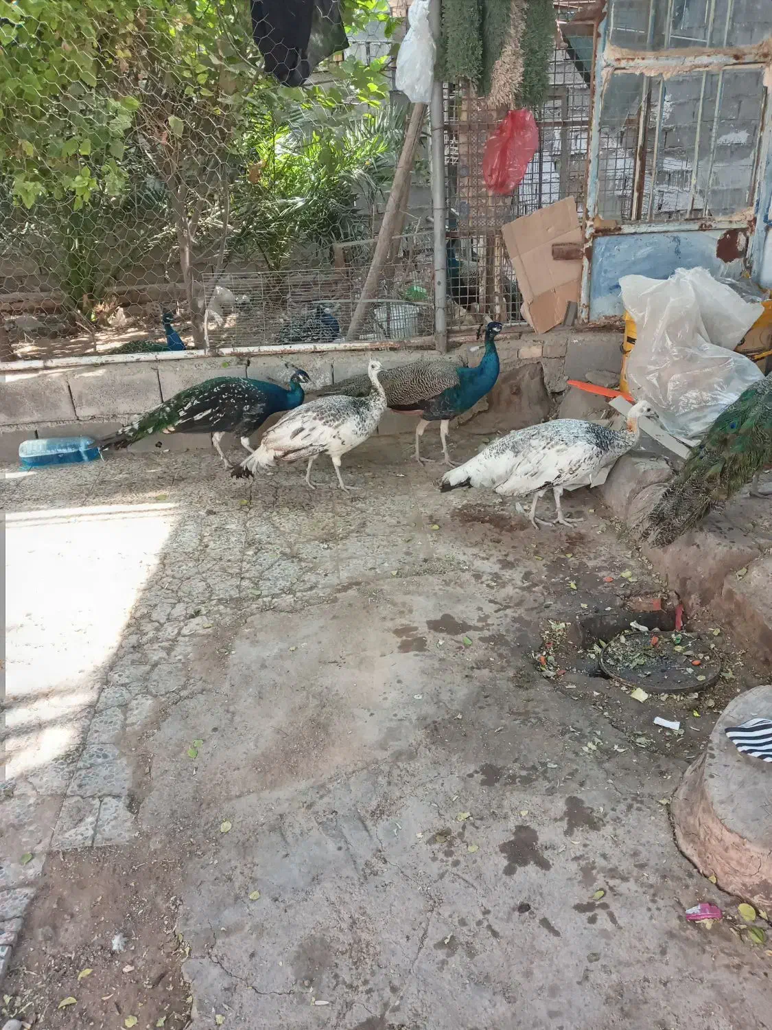 طاووس|پرنده|حمیدیه, |دیوار