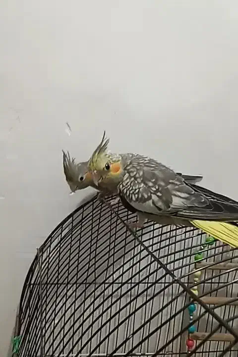 2عددجوجه عروس هلندی ۷۰روزه سرلاکی|پرنده|صفادشت, |دیوار